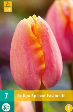 ohgreen Bloembollen|Ecocheques|7 tulipa apricot favourite