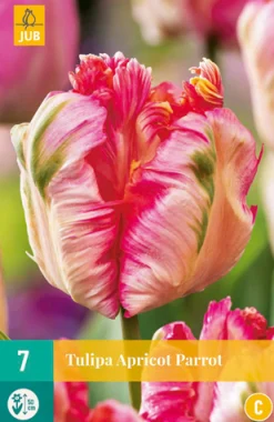 ohgreen Bloembollen|Ecocheques|7 tulipa apricot parrot