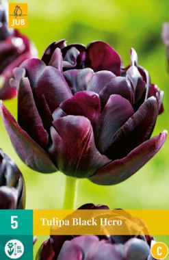 ohgreen Bloembollen|Ecocheques|5 tulipa black hero