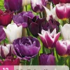 ohgreen Bloembollen|Ecocheques|12 tulipa blueberry mix