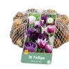 ohgreen Bloembollen|Ecocheques|35 tulipa blueberry mix