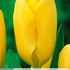 ohgreen Bloembollen|Ecocheques|7 tulipa candela