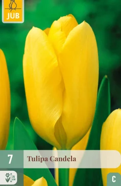 ohgreen Bloembollen|Ecocheques|7 tulipa candela