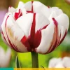 ohgreen Bloembollen|Ecocheques|5 tulipa carnaval de nice