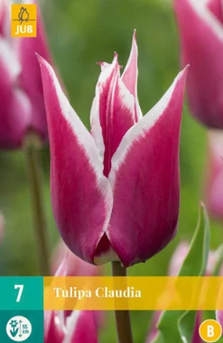 ohgreen Bloembollen|Ecocheques|7 tulipa claudia
