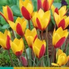 ohgreen Bloembollen|Ecocheques|10 tulipa clusiana cynthia