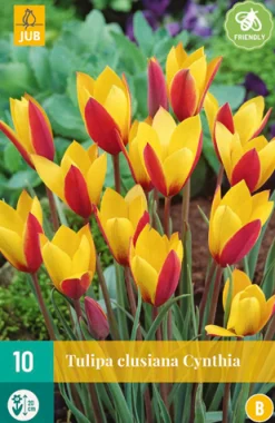 ohgreen Bloembollen|Ecocheques|10 tulipa clusiana cynthia