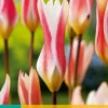 ohgreen Bloembollen|Ecocheques|10 tulipa clusiana stellata