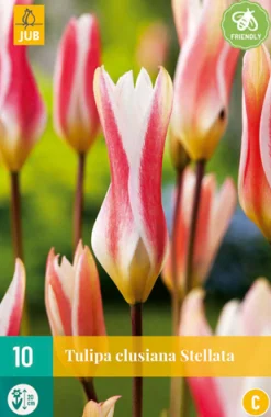 ohgreen Bloembollen|Ecocheques|10 tulipa clusiana stellata