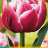 ohgreen Bloembollen|Ecocheques|7 tulipa columbus