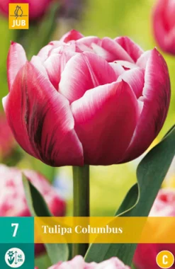 ohgreen Bloembollen|Ecocheques|7 tulipa columbus