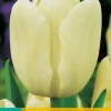 ohgreen Bloembollen|Ecocheques|7 tulipa creme fraiche