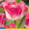 ohgreen Bloembollen|Ecocheques|5 tulipa crown of dynasty