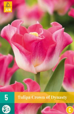 ohgreen Bloembollen|Ecocheques|5 tulipa crown of dynasty