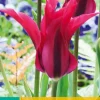 ohgreen Bloembollen|Ecocheques|7 tulipa doll's minuet