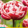 ohgreen Bloembollen|Ecocheques|5 tulipa drumline