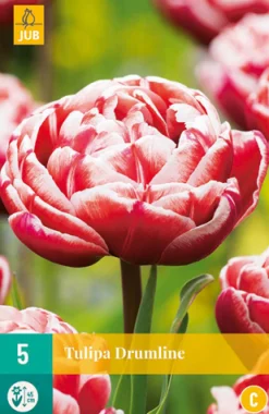 ohgreen Bloembollen|Ecocheques|5 tulipa drumline