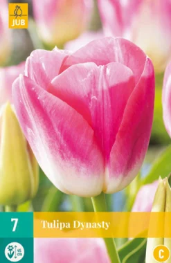 ohgreen Bloembollen|Ecocheques|7 tulipa dynasty
