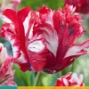 ohgreen Bloembollen|Ecocheques|7 tulipa estella rijnveld