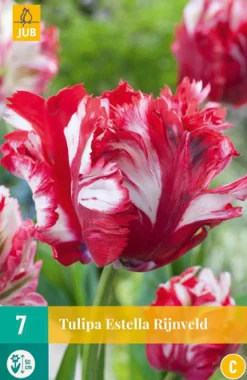 ohgreen Bloembollen|Ecocheques|7 tulipa estella rijnveld