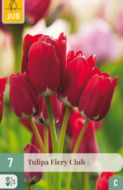 ohgreen Bloembollen|Ecocheques|7 tulipa fiery club