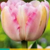 ohgreen Bloembollen|Ecocheques|7 tulipa finola