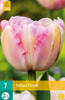 ohgreen Bloembollen|Ecocheques|7 tulipa finola