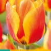 ohgreen Bloembollen|Ecocheques|7 tulipa flair