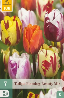ohgreen Bloembollen|Ecocheques|7 tulipa flaming beauty mix