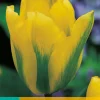 ohgreen Bloembollen|Ecocheques|7 tulipa formosa