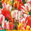 ohgreen Bloembollen|Ecocheques|7 tulipa fun colours