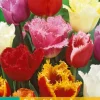ohgreen Bloembollen|Ecocheques|7 tulipa gefranjerd mix