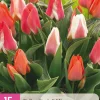 ohgreen Bloembollen|Ecocheques|15 tulipa greigii mix
