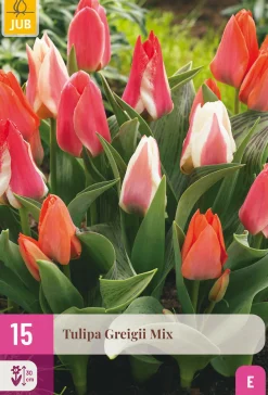 ohgreen Bloembollen|Ecocheques|15 tulipa greigii mix