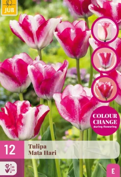 ohgreen Bloembollen|Ecocheques|12 tulipa mata hari