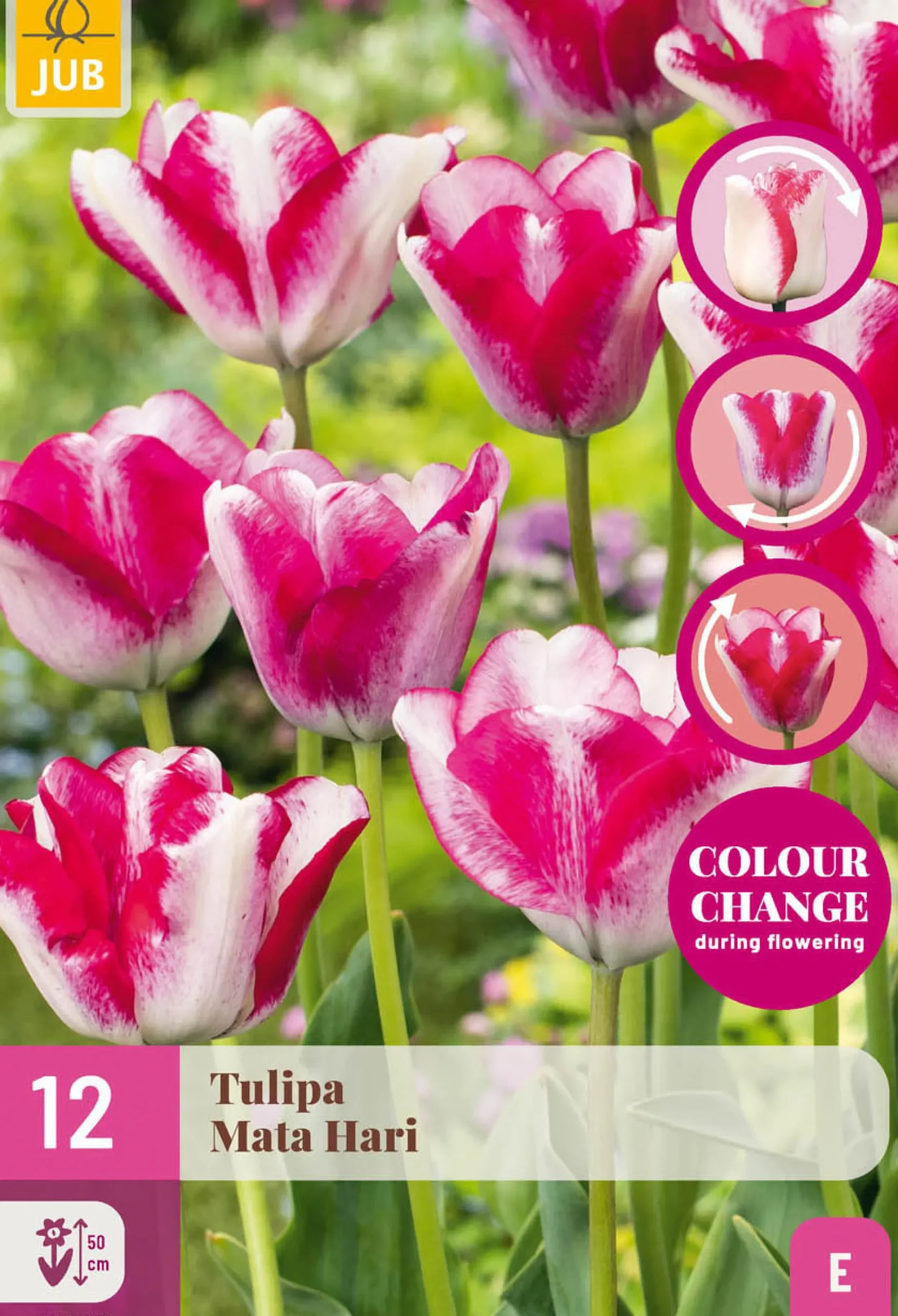 ohgreen Bloembollen|Ecocheques|12 tulipa mata hari