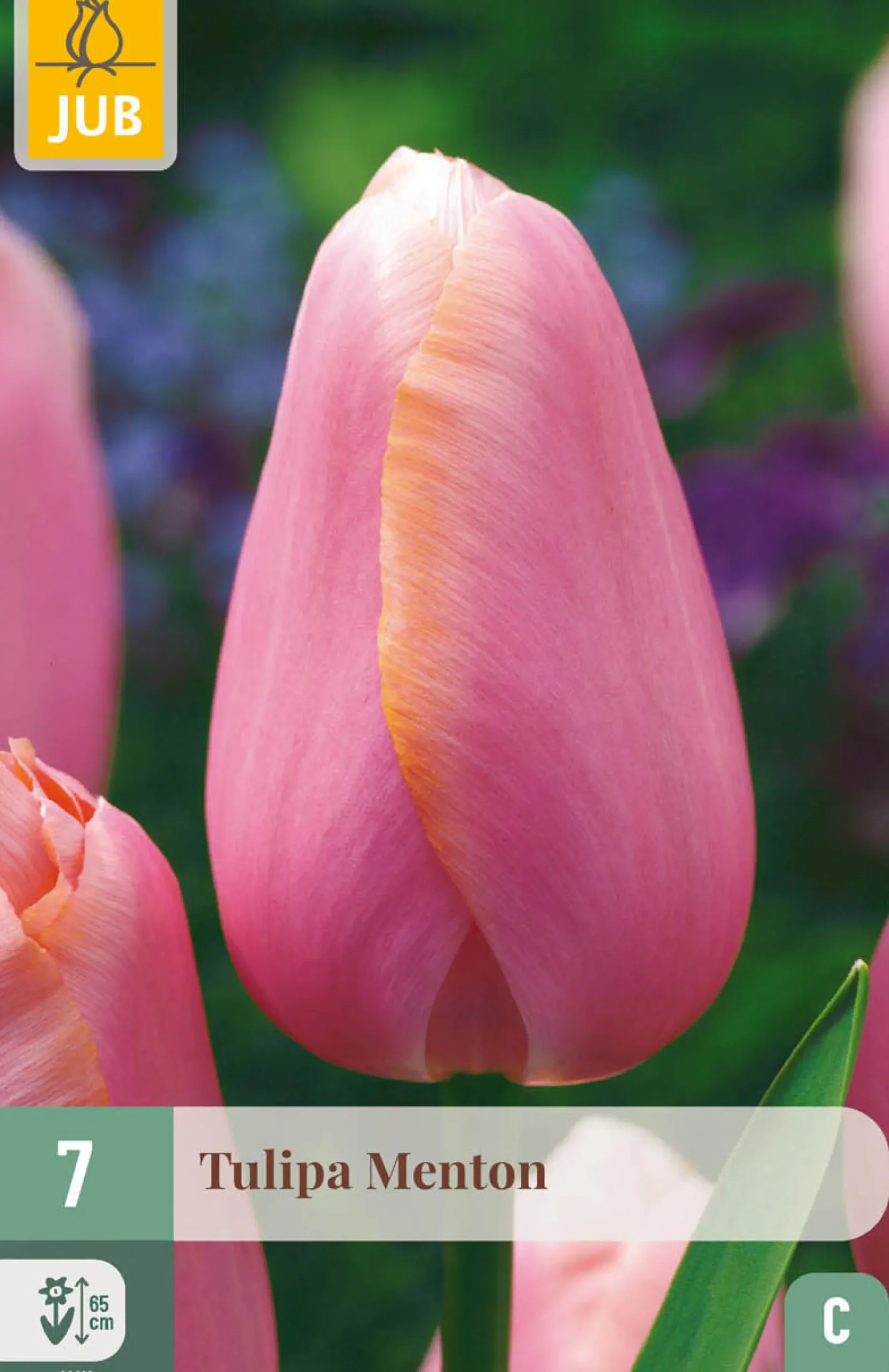 ohgreen Bloembollen|Ecocheques|7 tulipa menton