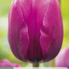 ohgreen Bloembollen|Ecocheques|7 tulipa negrita