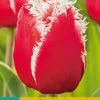 ohgreen Bloembollen|Ecocheques|7 tulipa new santa