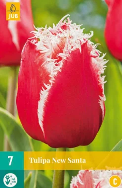 ohgreen Bloembollen|Ecocheques|7 tulipa new santa