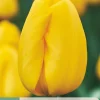 ohgreen Bloembollen|Ecocheques|7 tulipa novi sun