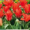 ohgreen Bloembollen|Ecocheques|7 tulipa oriental beauty