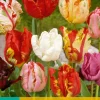 ohgreen Bloembollen|Ecocheques|7 tulipa parkiet mix