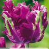 ohgreen Bloembollen|Ecocheques|7 tulipa parrot negrita