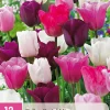 ohgreen Bloembollen|Ecocheques|12 tulipa pastel mix
