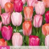 ohgreen Bloembollen|Ecocheques|20 tulipa positive vibe