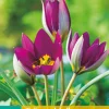 ohgreen Bloembollen|Ecocheques|10 tulipa pulch. persian pearl