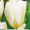 ohgreen Bloembollen|Ecocheques|7 tulipa purissima