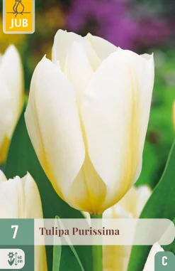 ohgreen Bloembollen|Ecocheques|7 tulipa purissima
