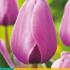 ohgreen Bloembollen|Ecocheques|7 tulipa purple pride